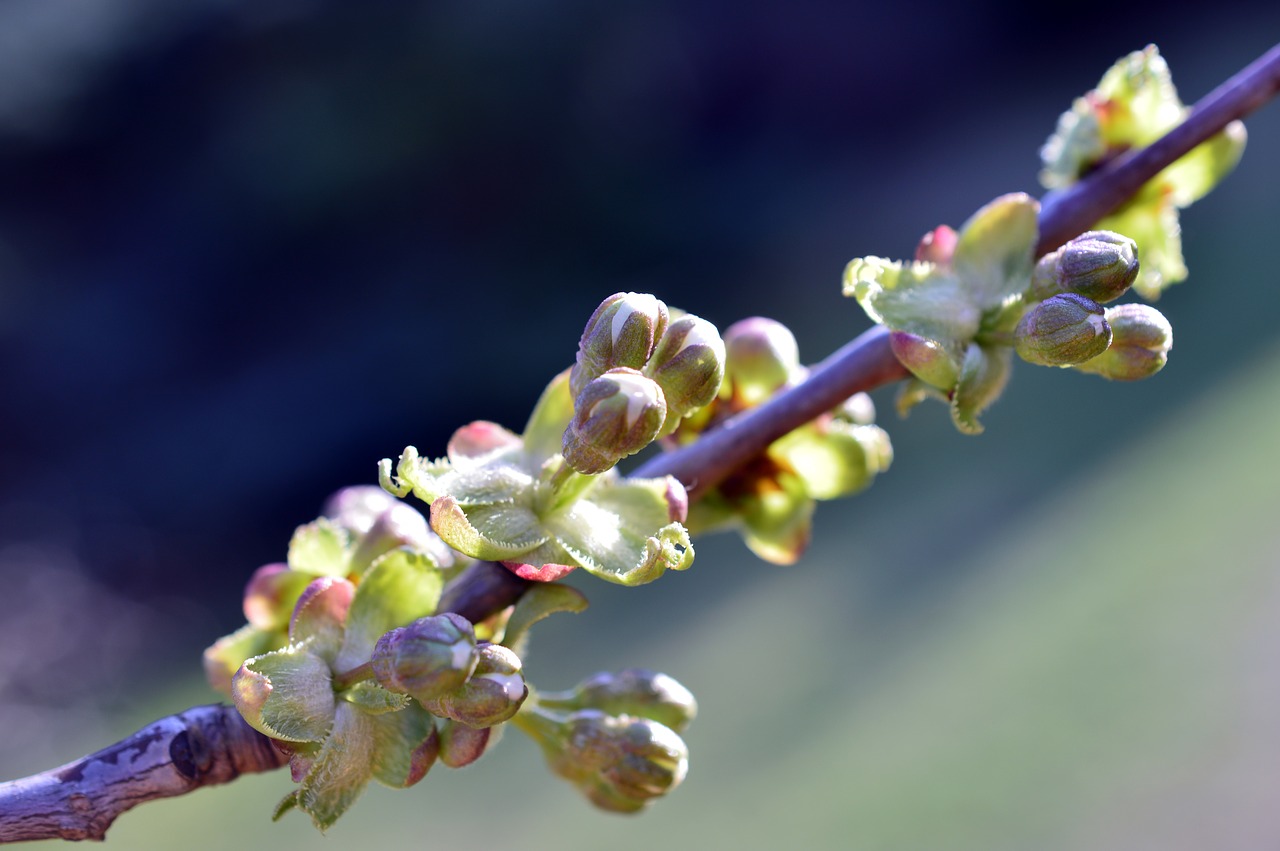 cherry  cherry branch  branch free photo