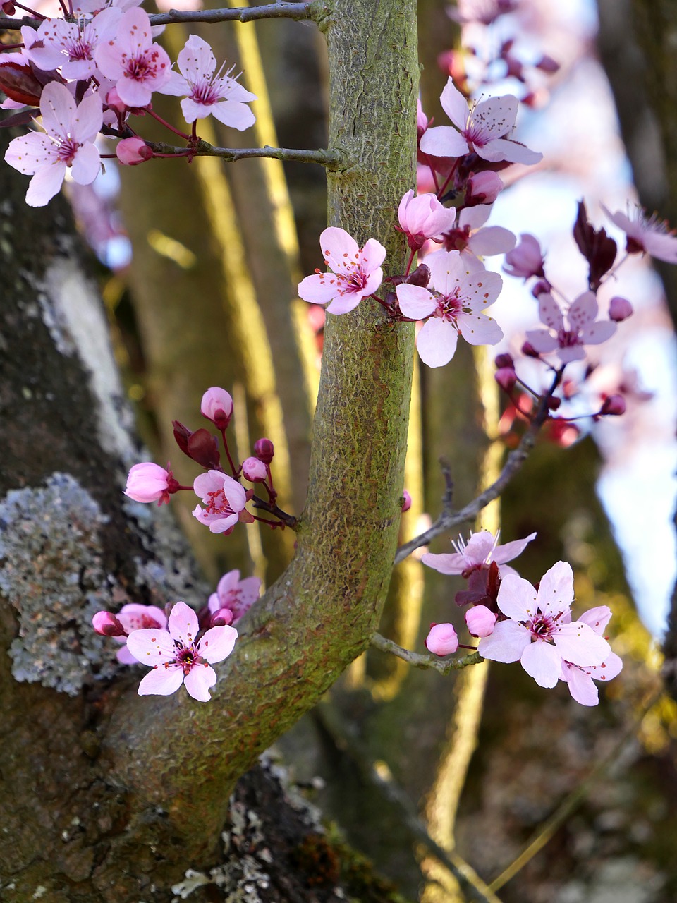 cherry  flowers  spring free photo