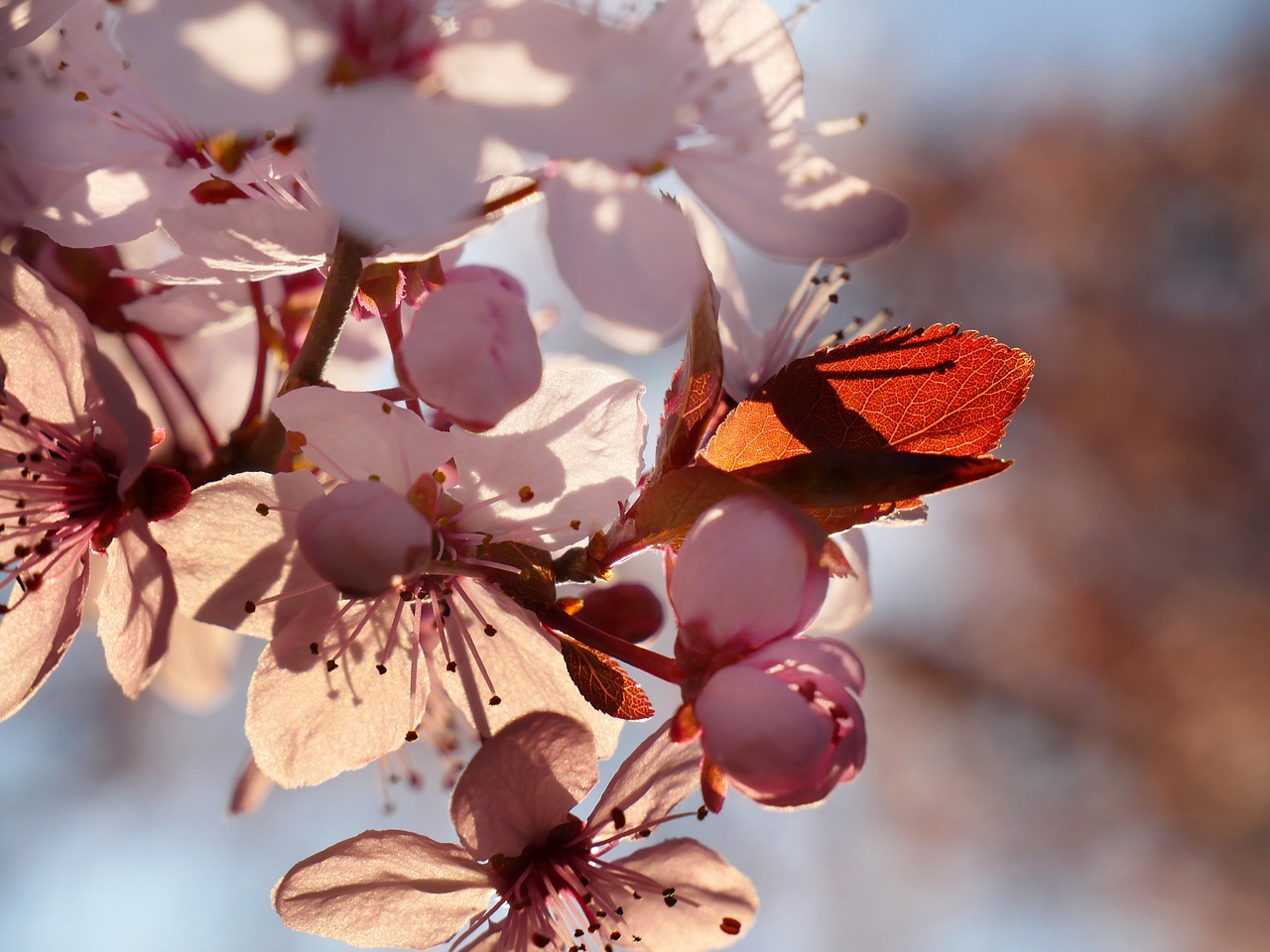 cherry  flowers  spring free photo