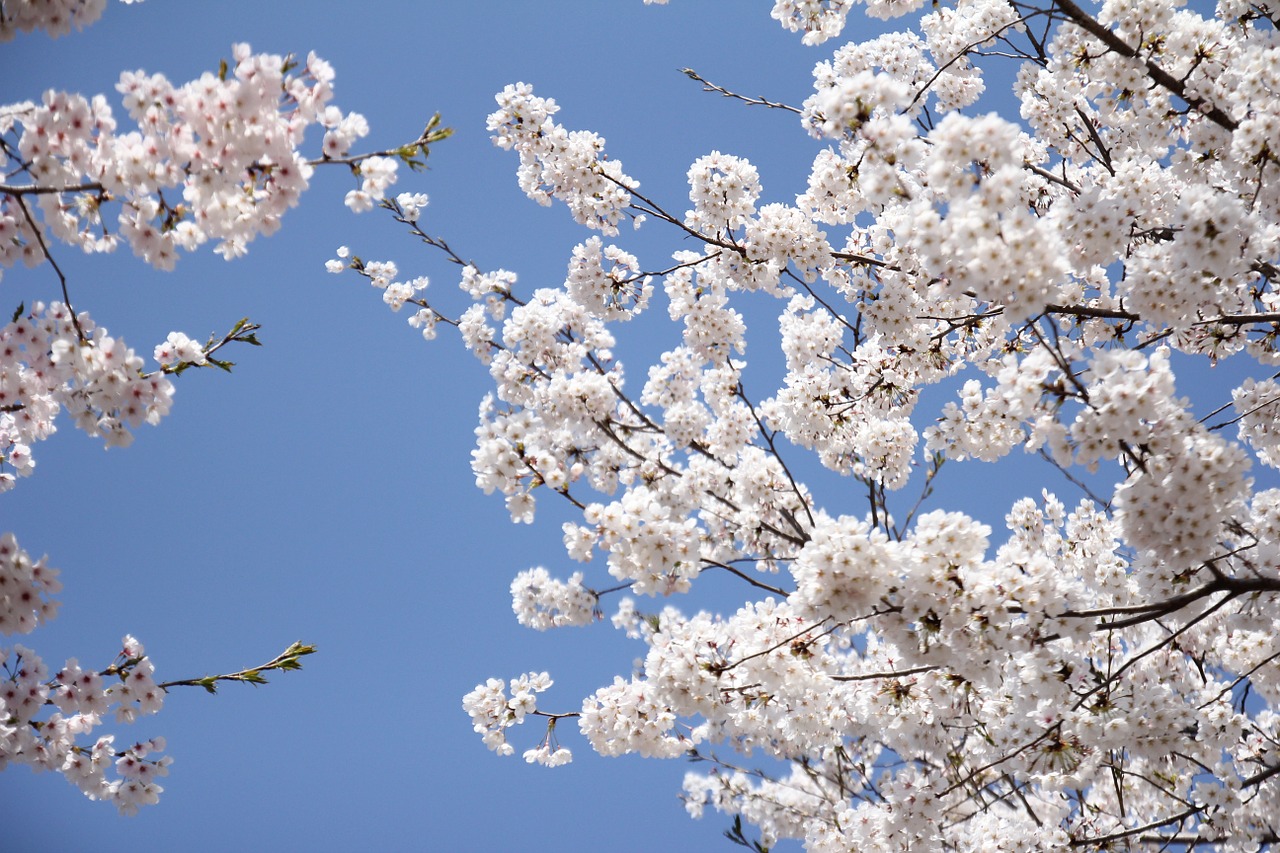 cherry blossom white free photo