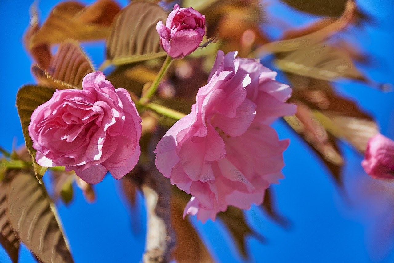 cherry  flower  spring free photo