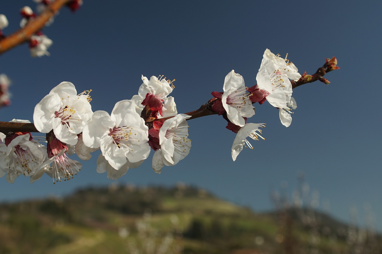 cherry  flower  season free photo