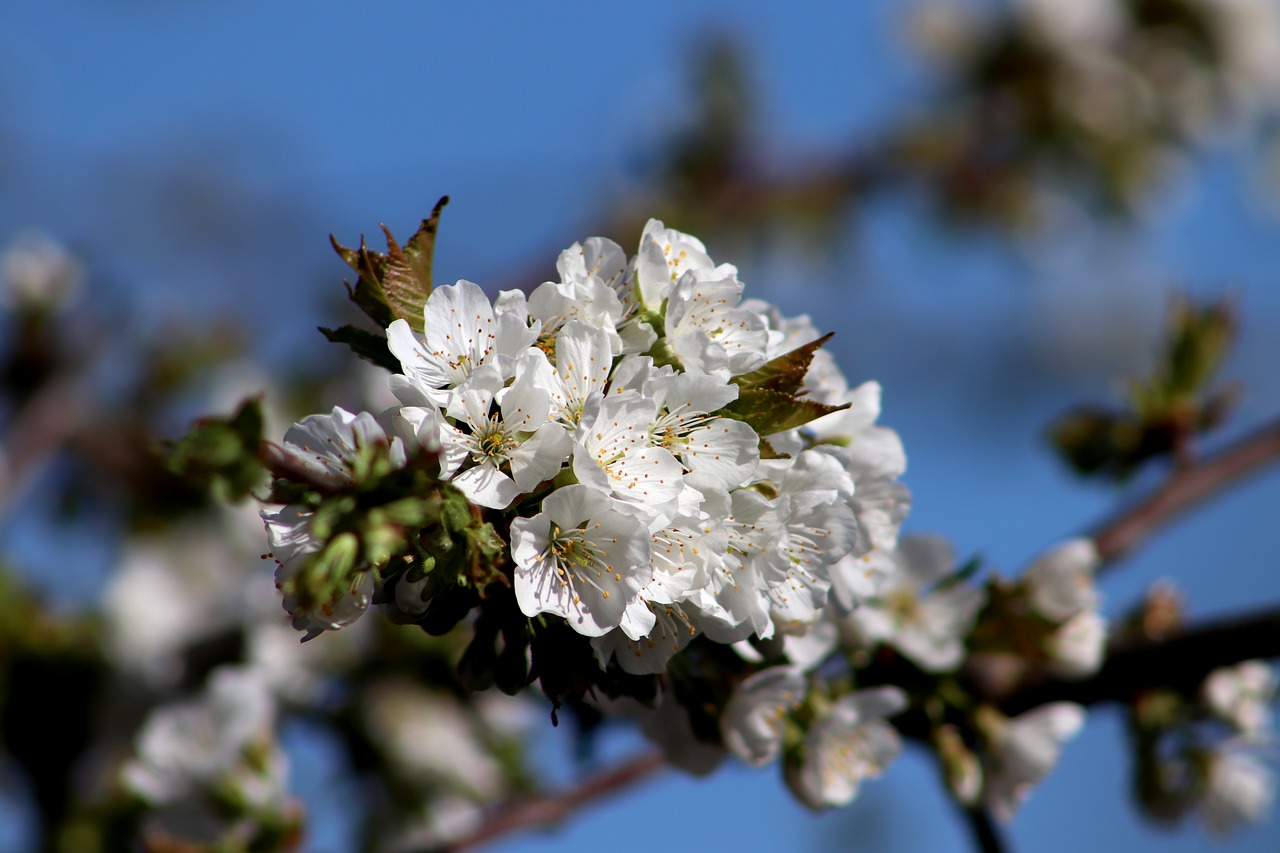 cherry  blossom  bloom free photo