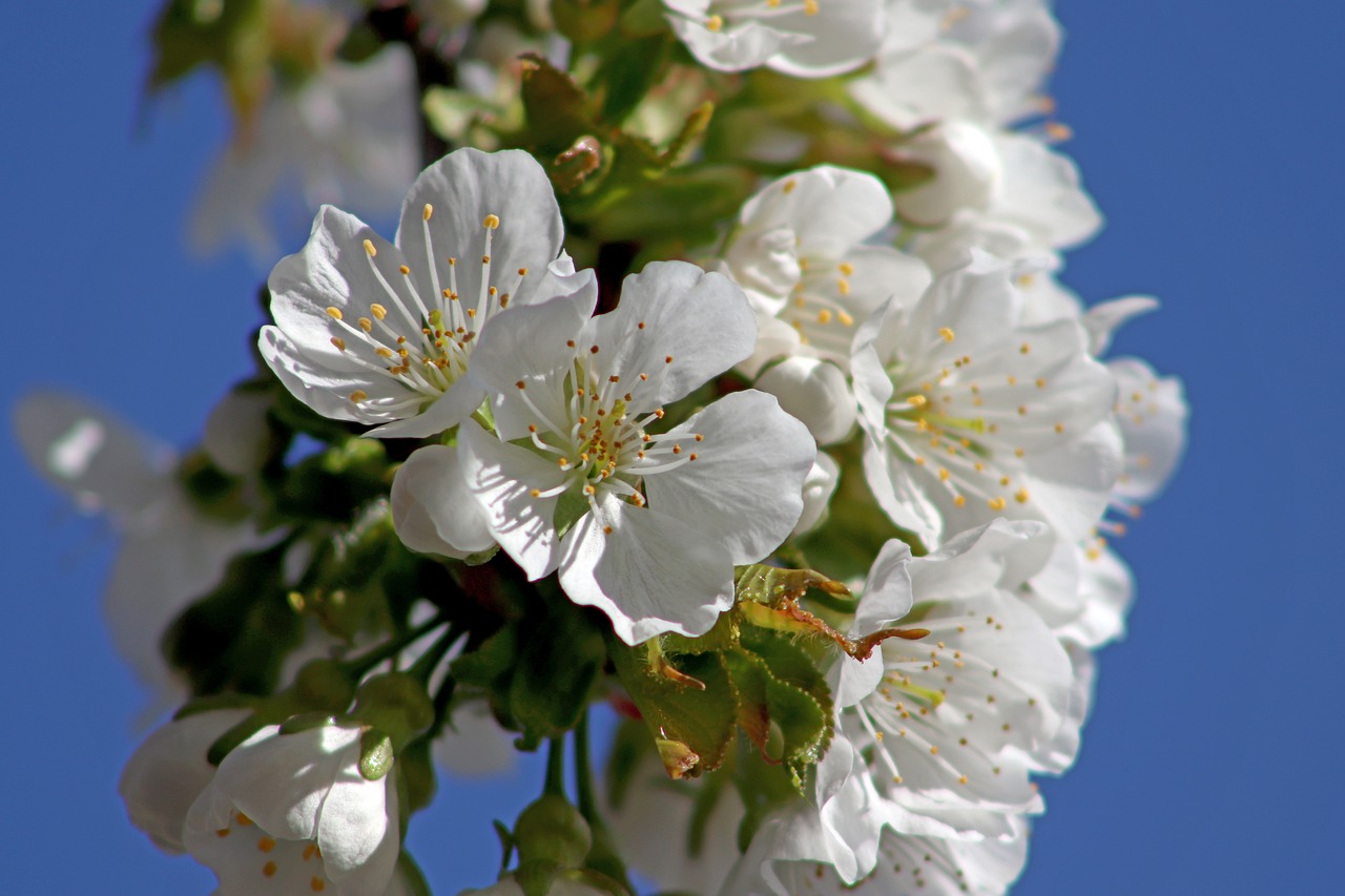 cherry  blossom  bloom free photo