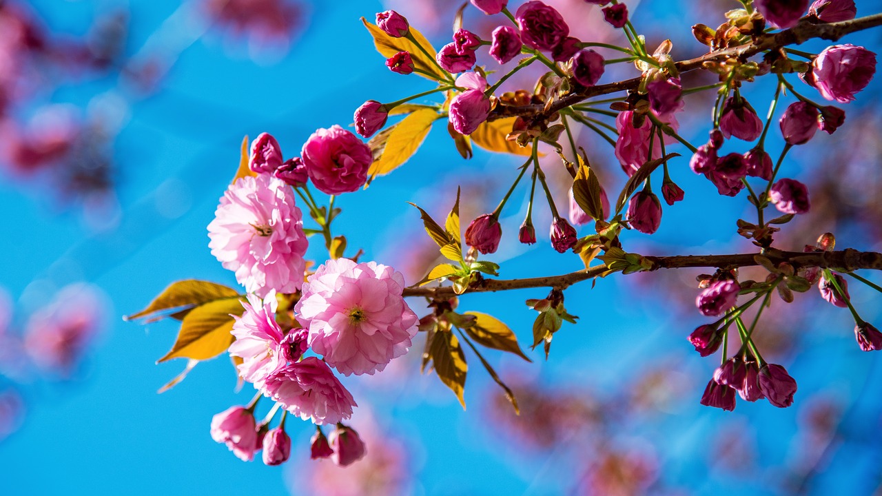 cherry  spring  pink free photo