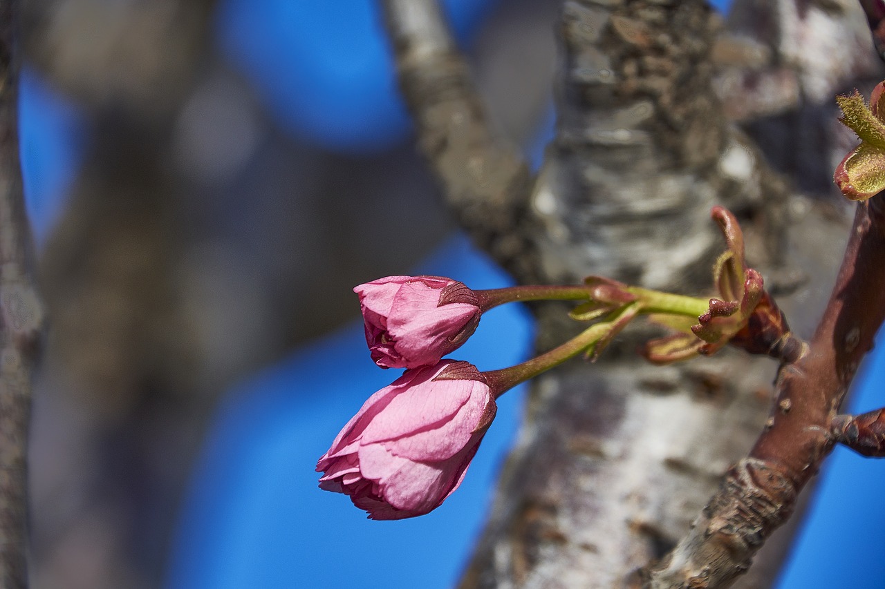 cherry  flower  rosa free photo