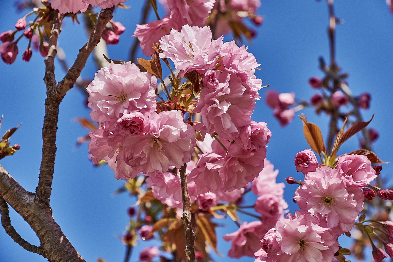 cherry  flower  rosa free photo