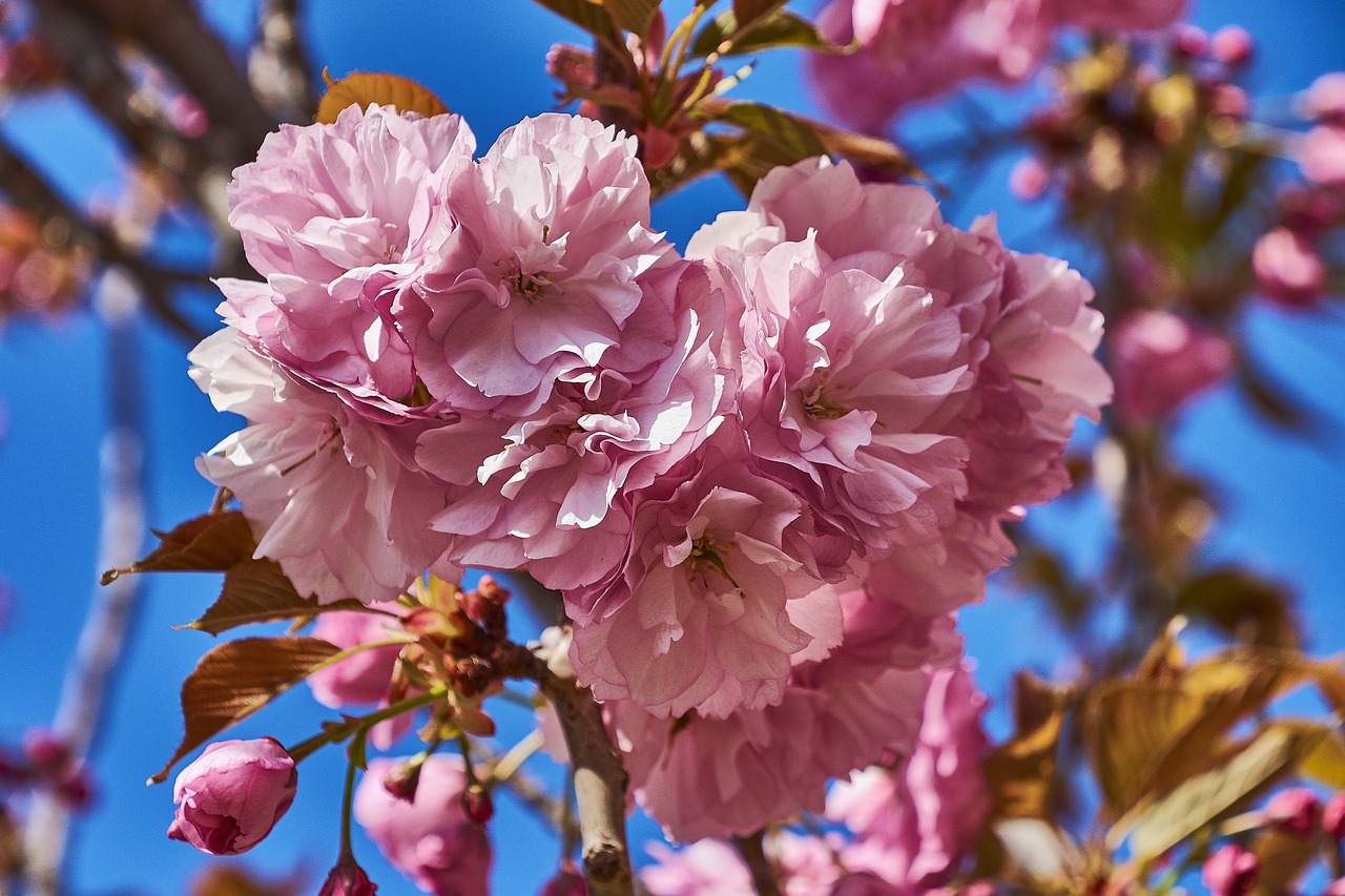 cherry  flower  rosa free photo