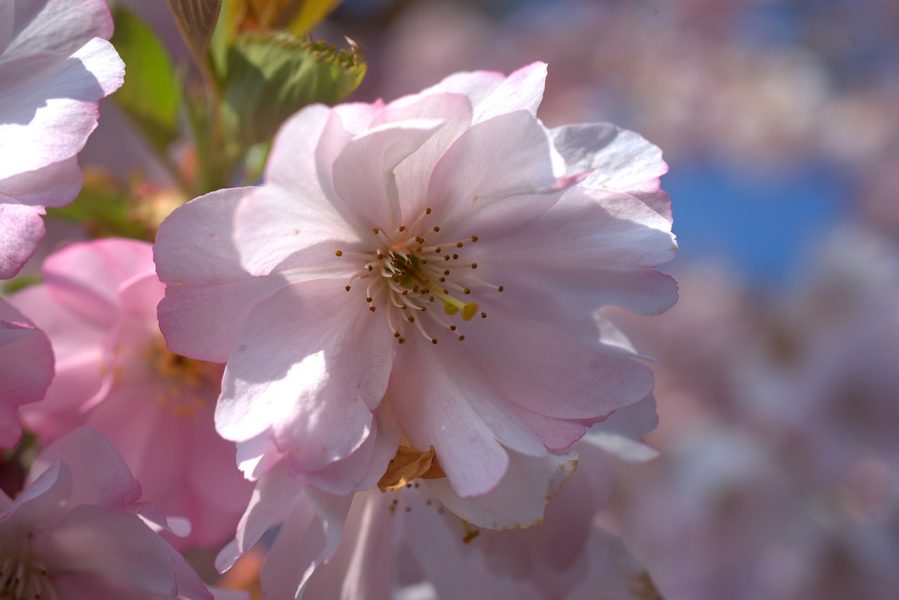 cherry  blossom  bloom free photo