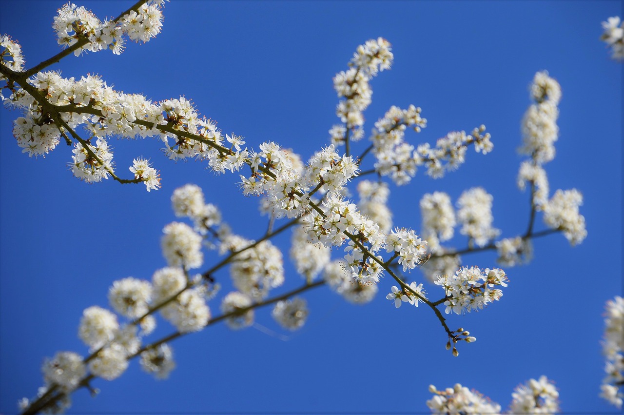 cherry  tree  branch free photo