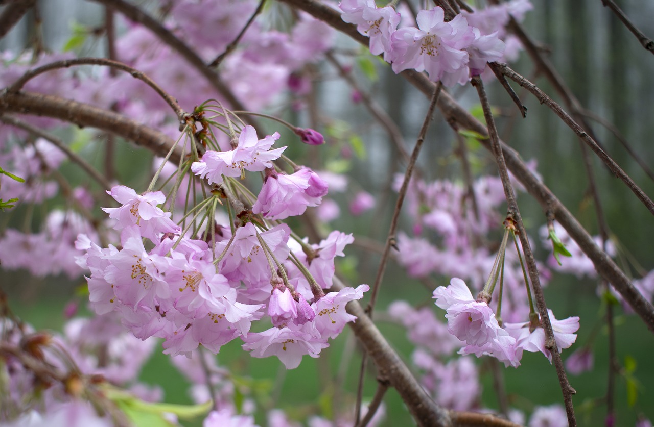 cherry  blossom  spring free photo