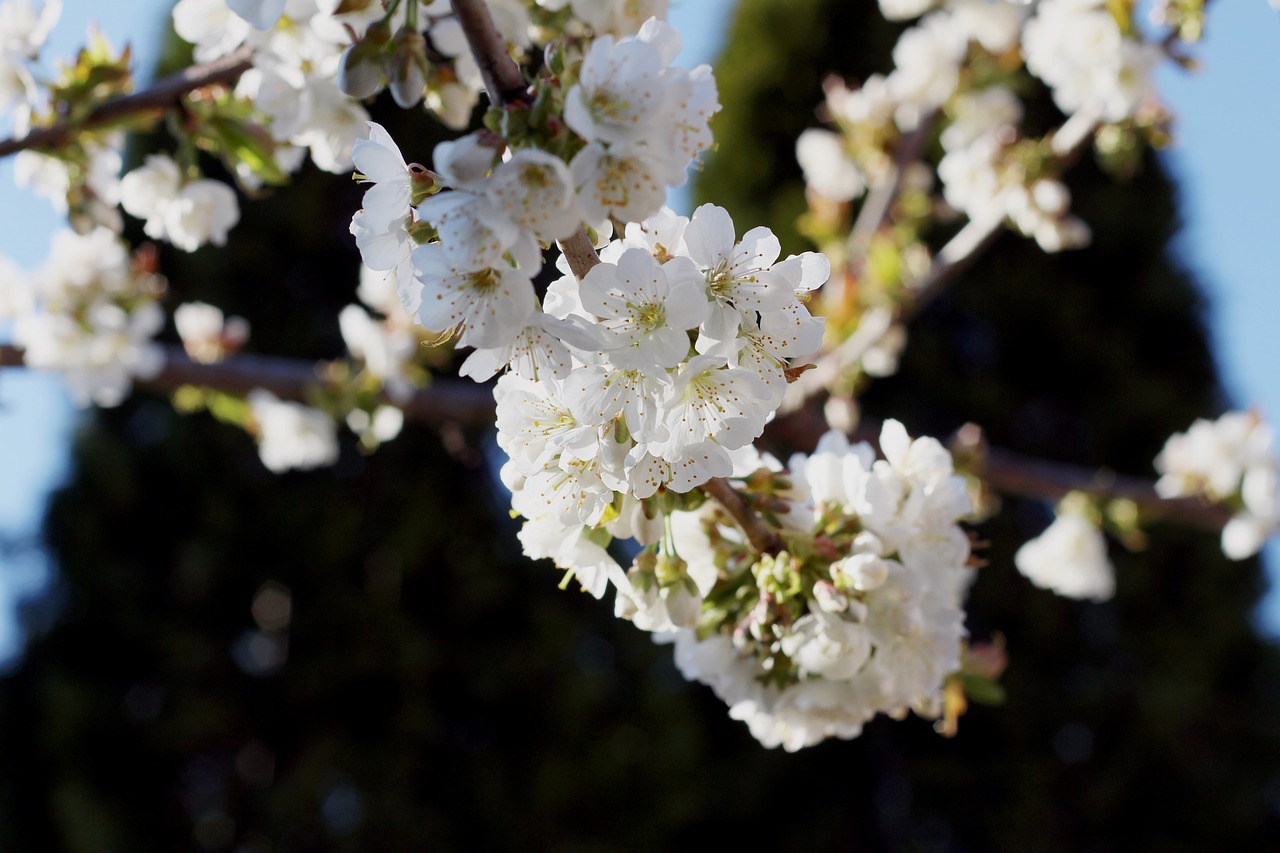 cherry  czeresnia  flowers free photo