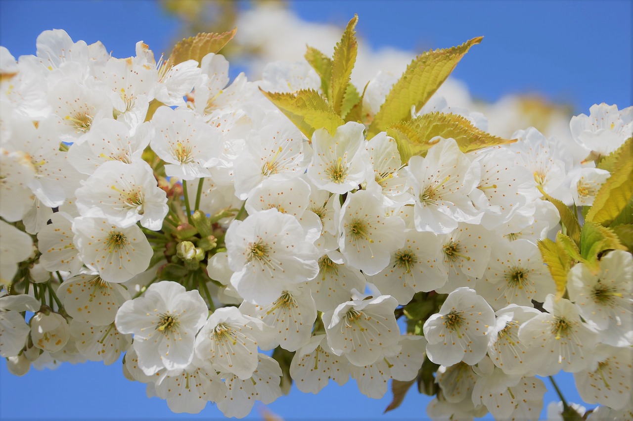 cherry  japan  flower free photo