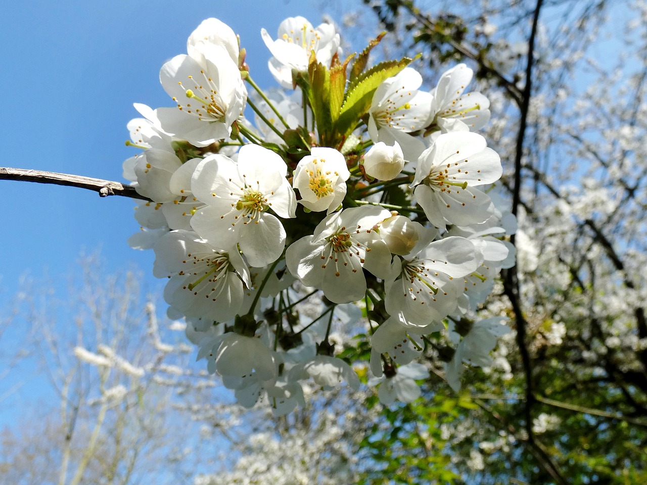 cherry  prunus  prunus avium free photo