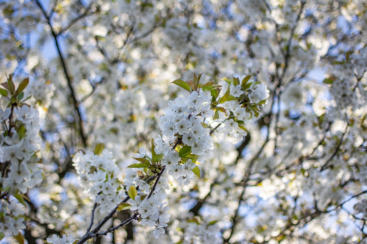 cherry  spring  tree free photo