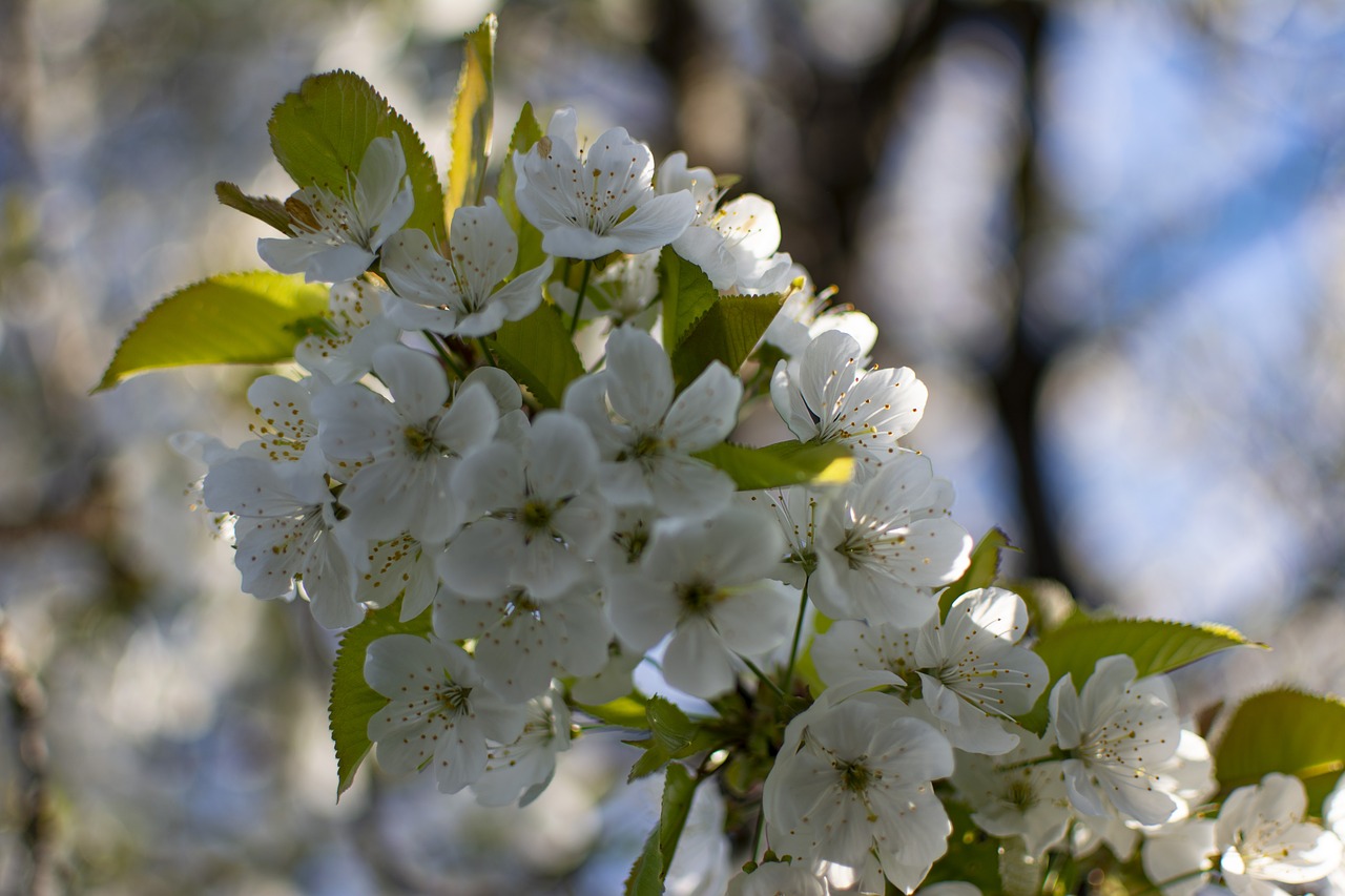cherry  spring  tree free photo