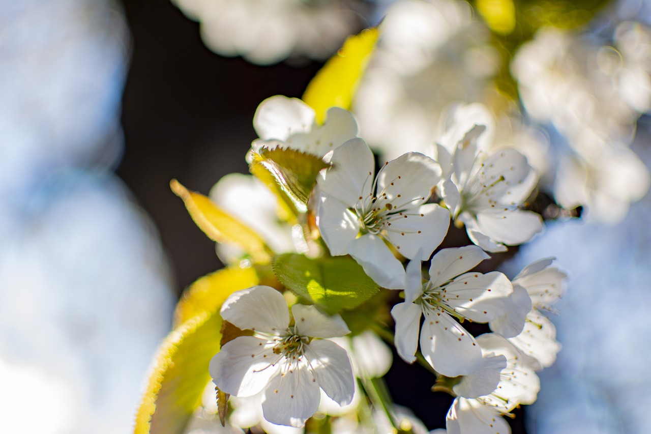 cherry  spring  tree free photo