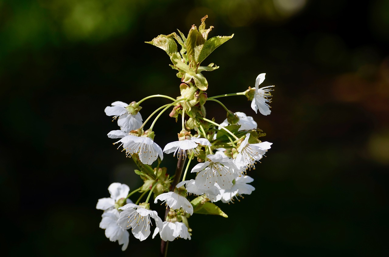 cherry  cherry blossom  cherry tree free photo