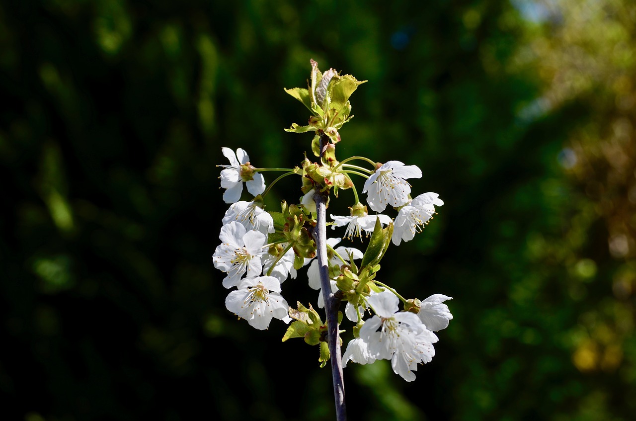 cherry  cherry blossom  cherry tree free photo