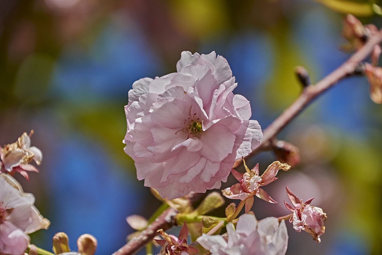 cherry  pollen  tree free photo