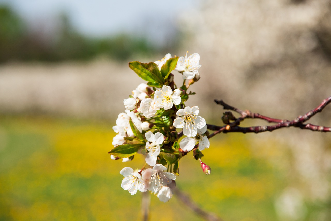 cherry  cherry blossom  branch free photo