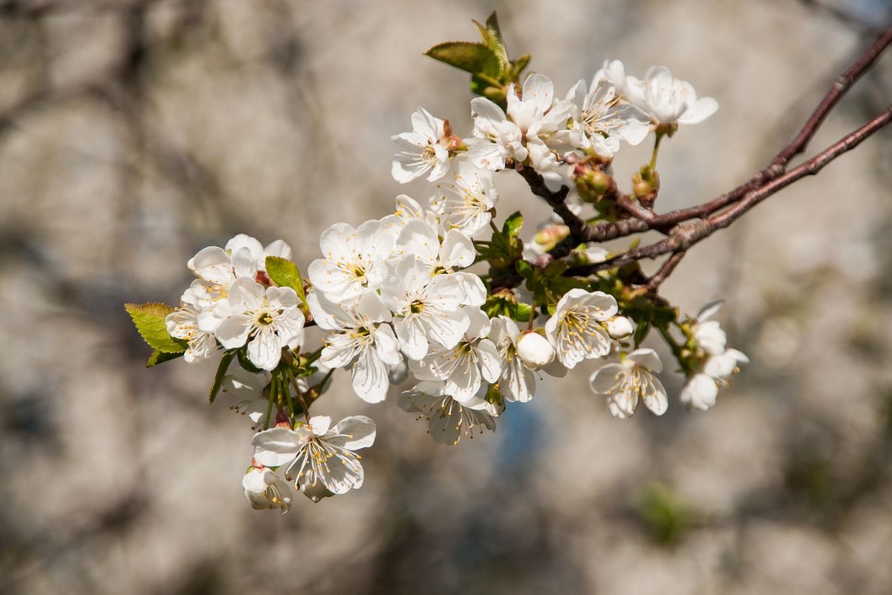 cherry  cherry blossom  branch free photo