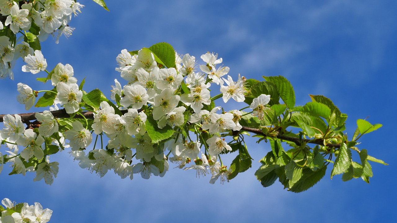 cherry  flowers  spring free photo