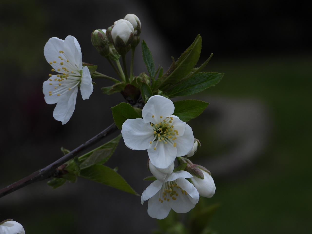 cherry  flowering  spring free photo