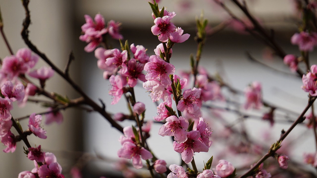 cherry  flowers  spring free photo