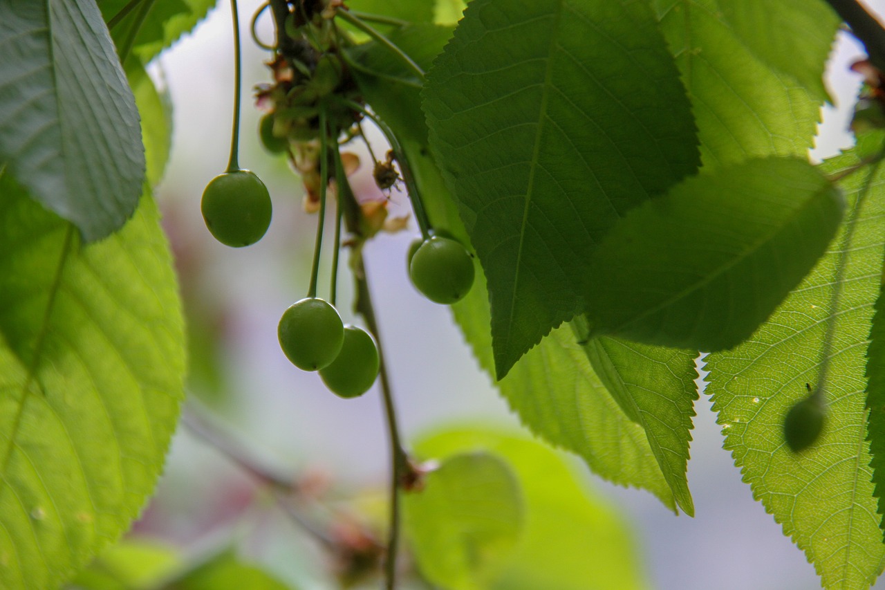 cherry  green  spring free photo