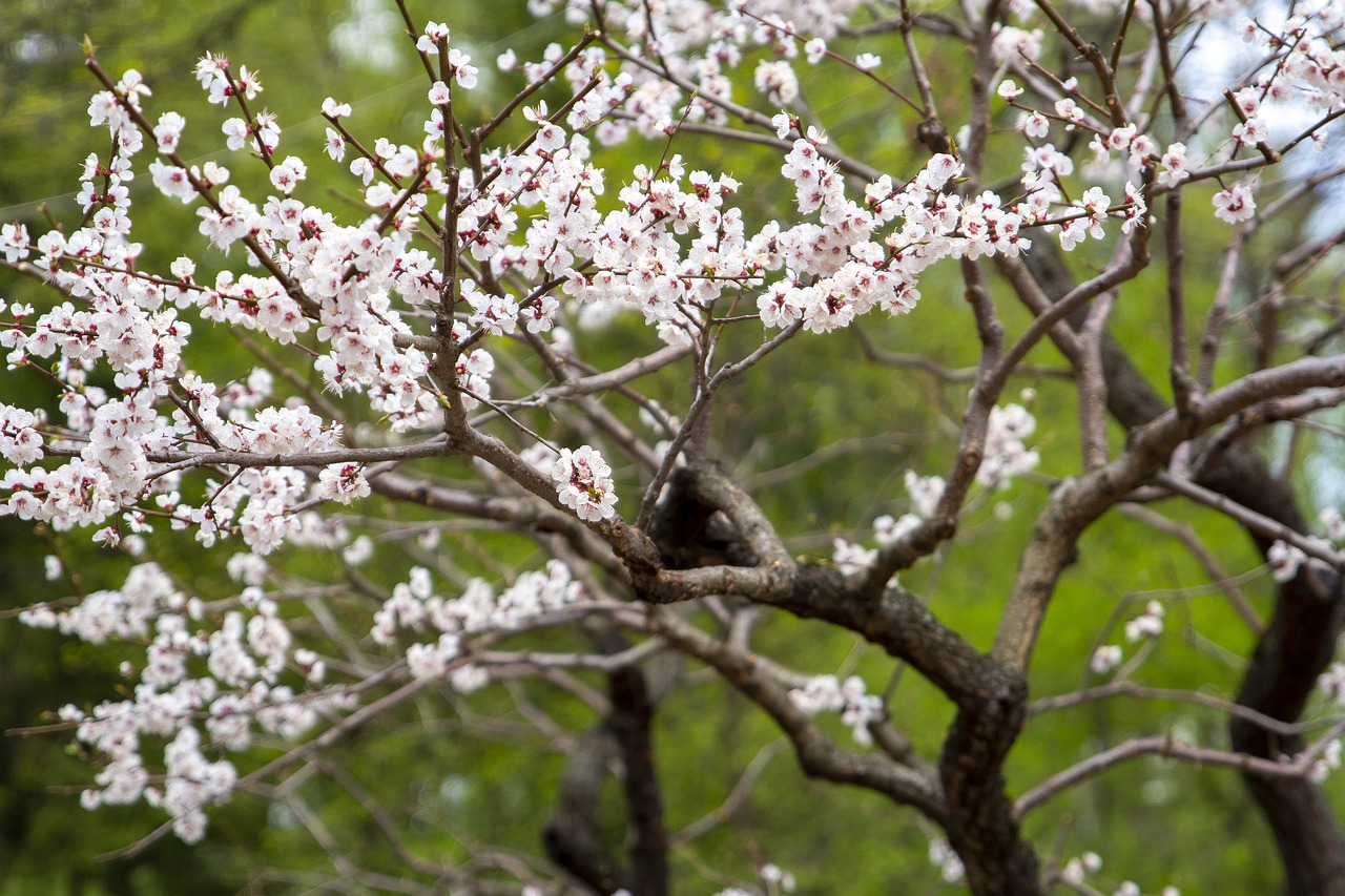 cherry  blooms  spring free photo