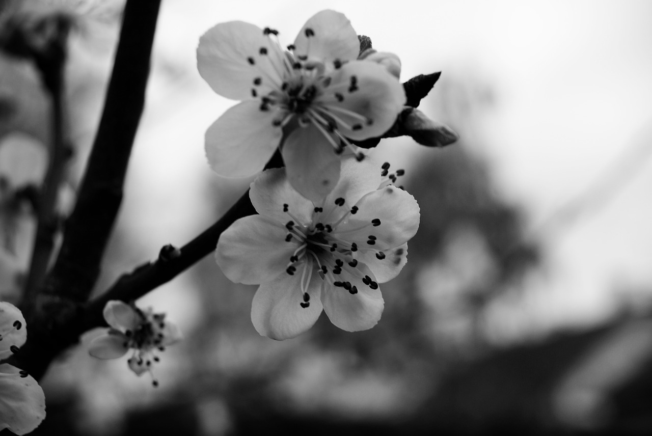 cherry black and white flowers free photo