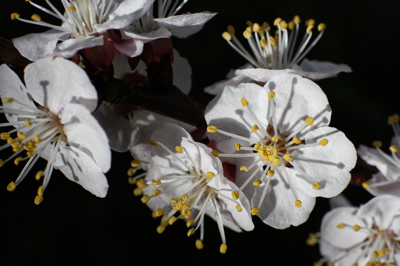 cherry  flower  spring free photo