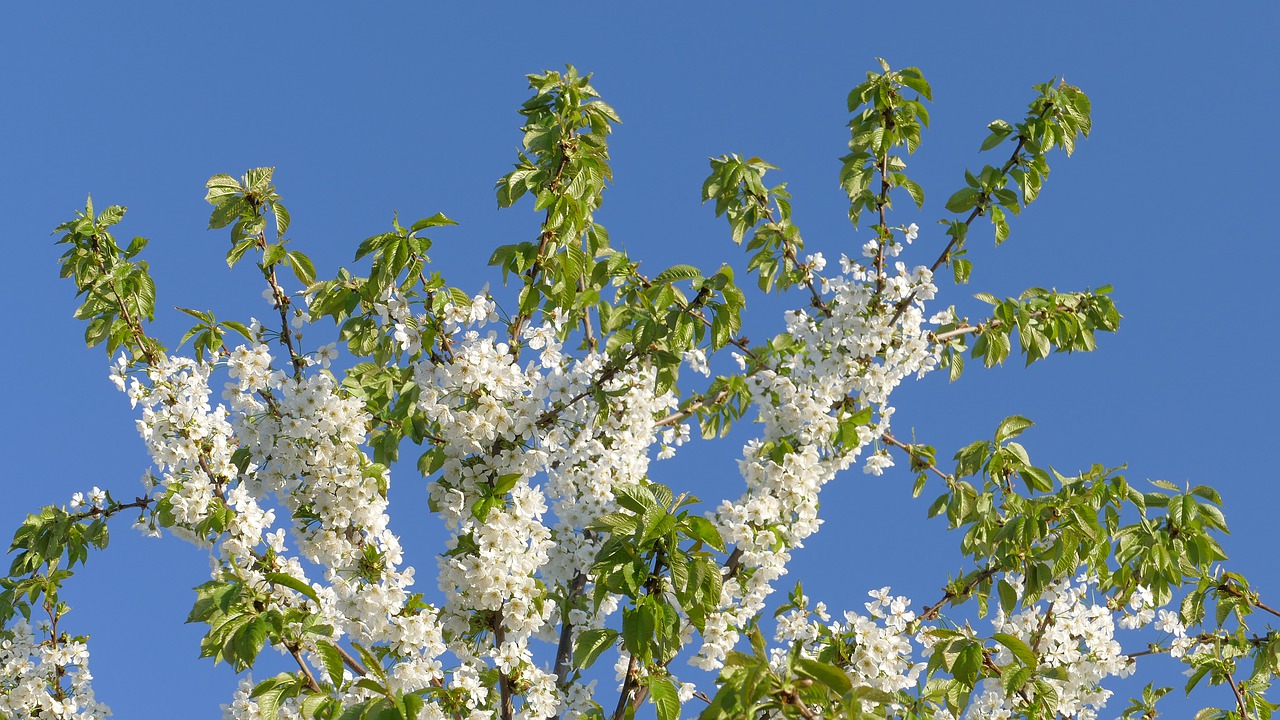 cherry  spring  flowers free photo