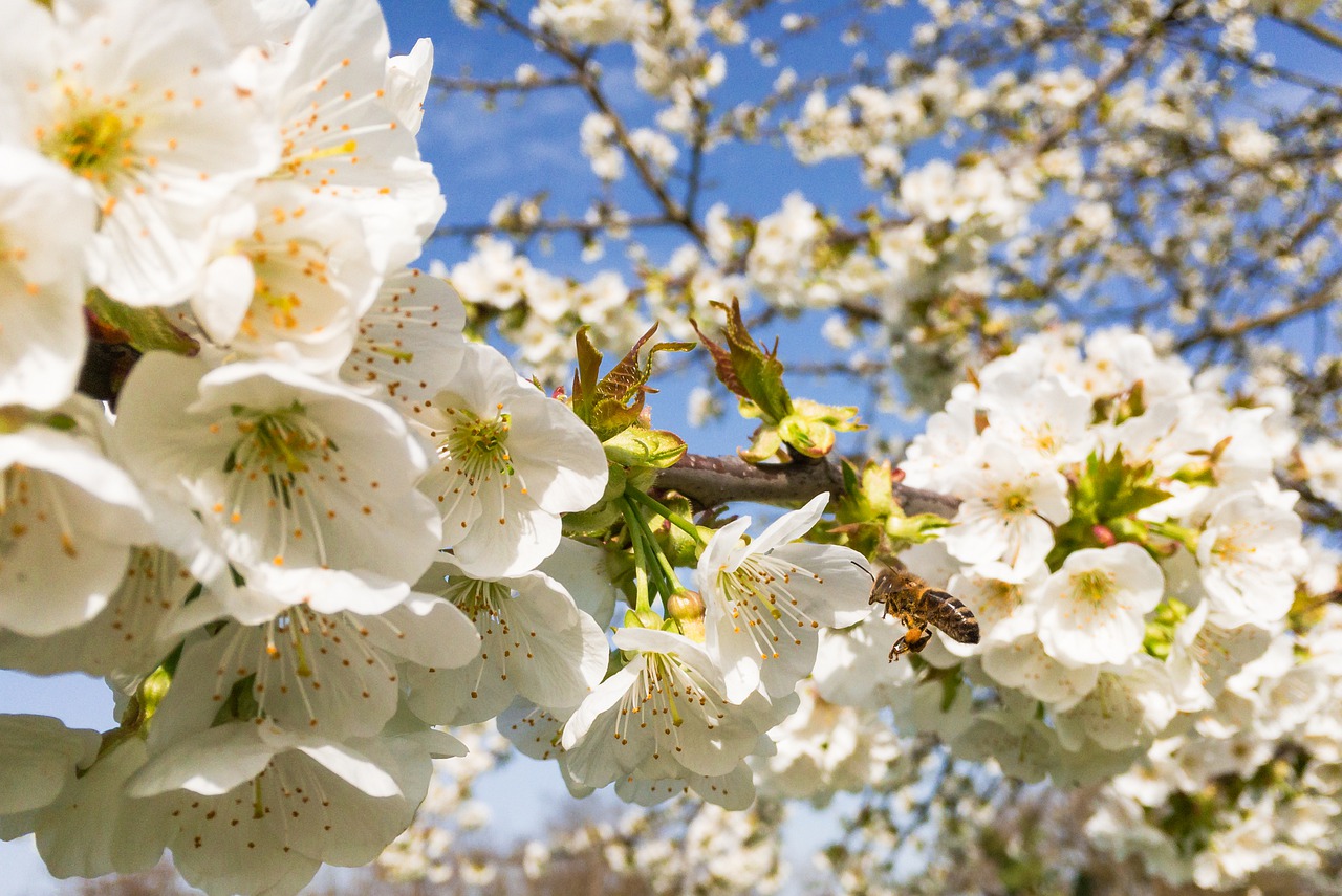 cherry  tree  cherry tree free photo