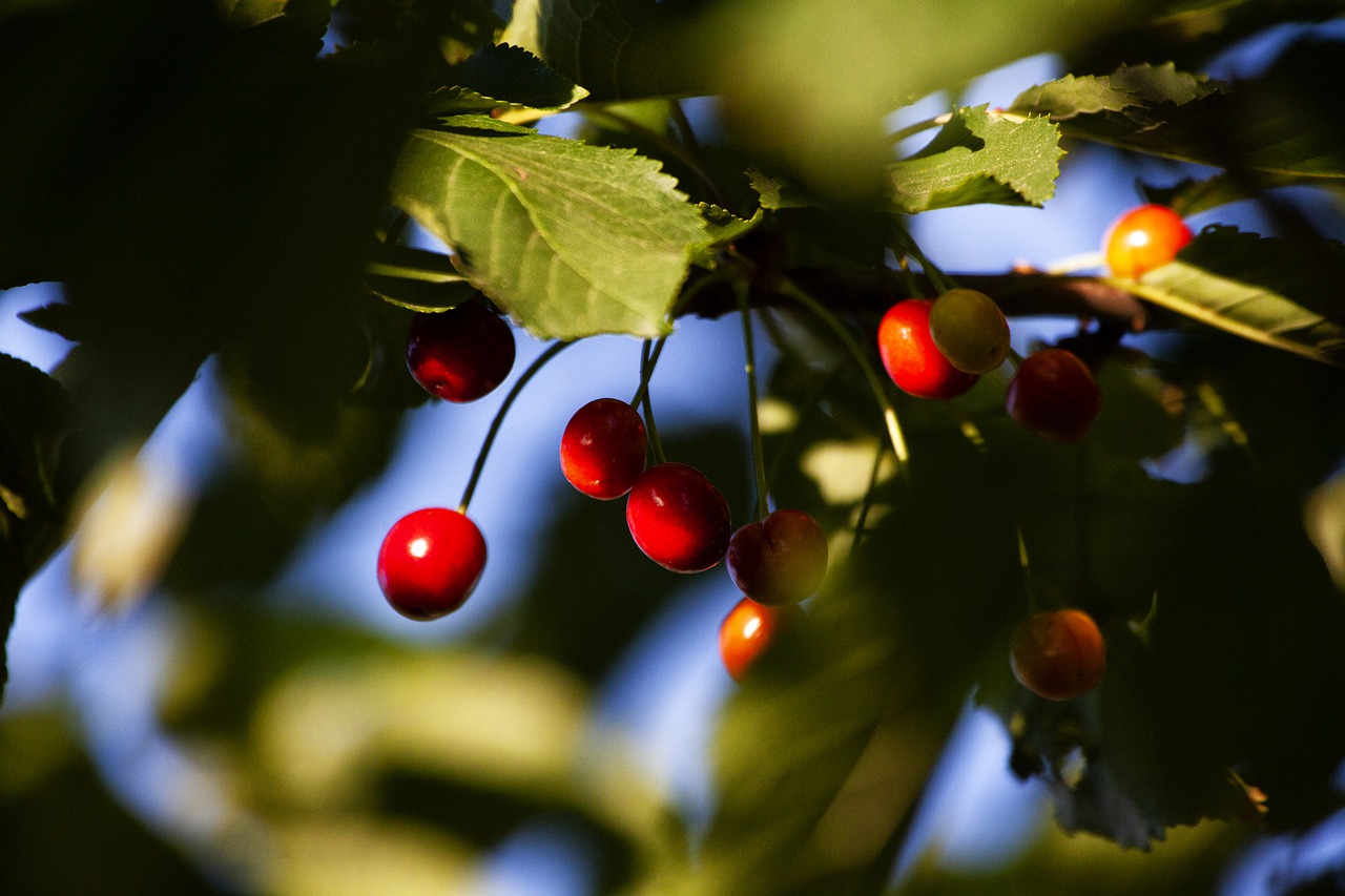 cherry  color  colorful free photo