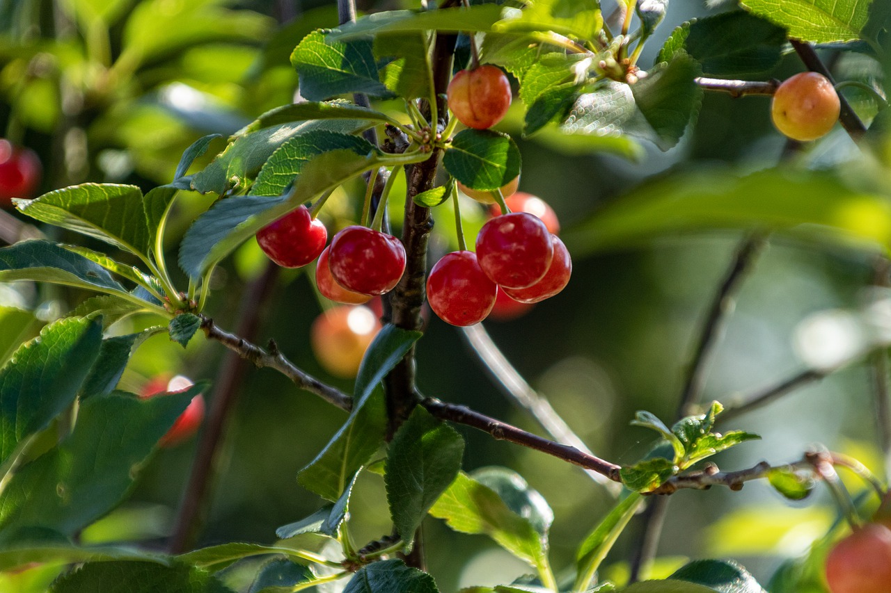 cherry  green  leaves free photo