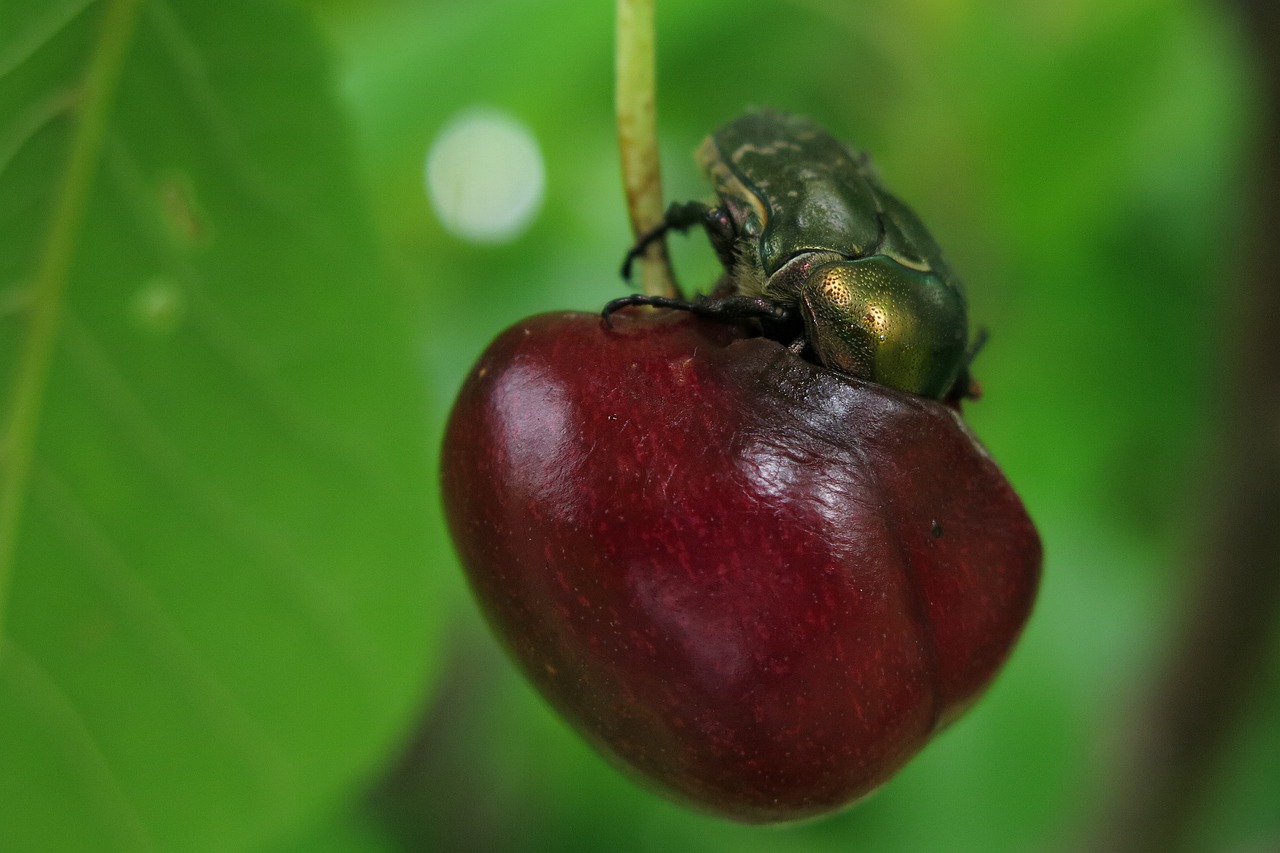 cherry  rose beetle  food free photo