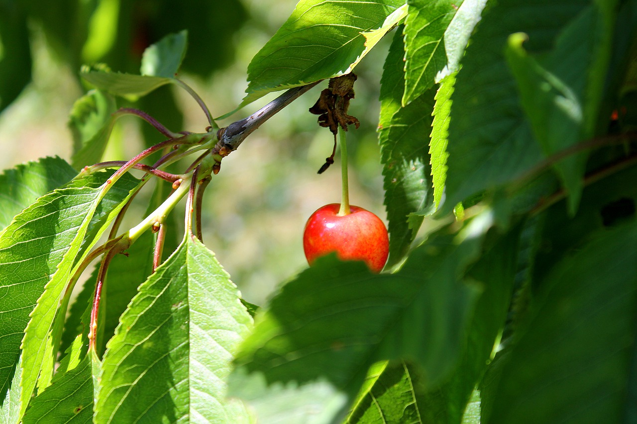 cherry  cherry tree  nature free photo