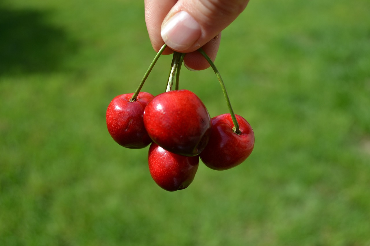 cherry  red  grass free photo