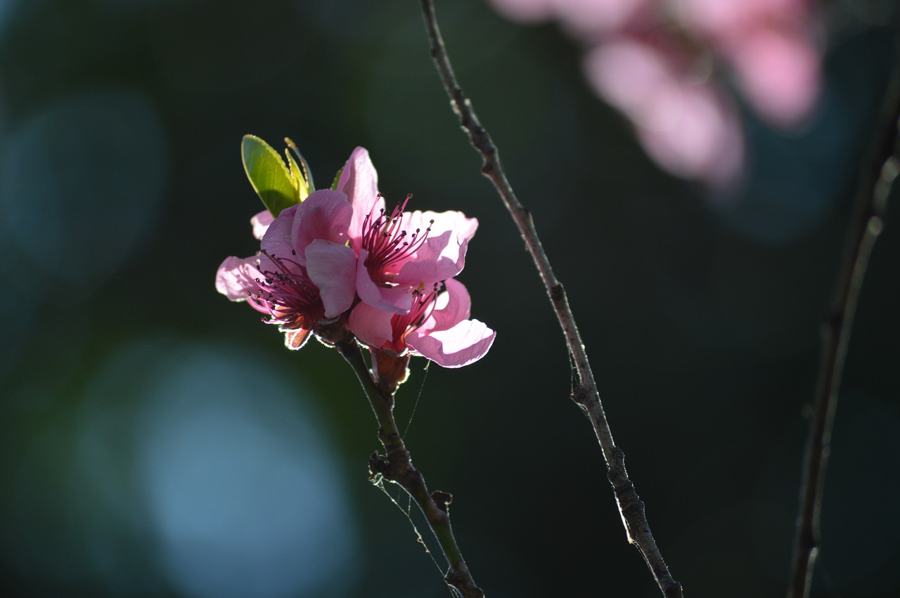 cherry  blossom  bloom free photo