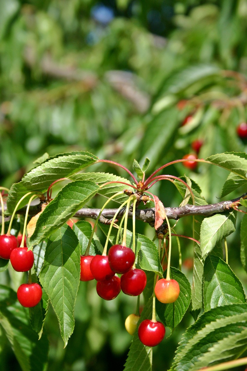 cherry tree plant free photo