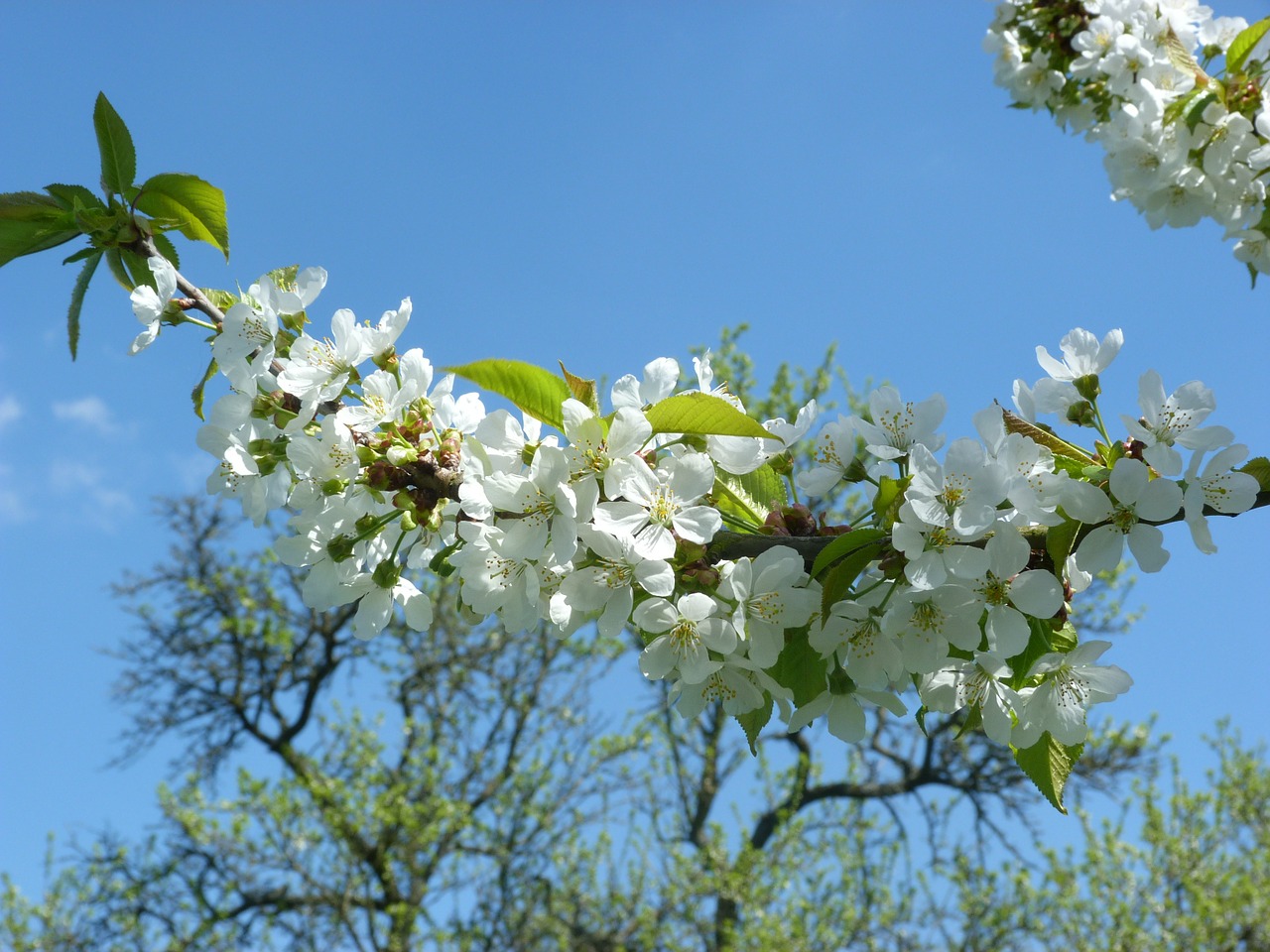 cherry branch tree free photo