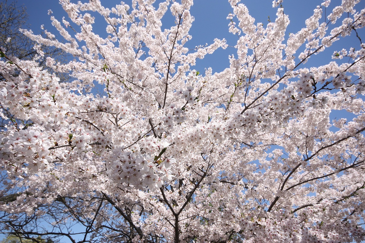 cherry blossom hide park free photo