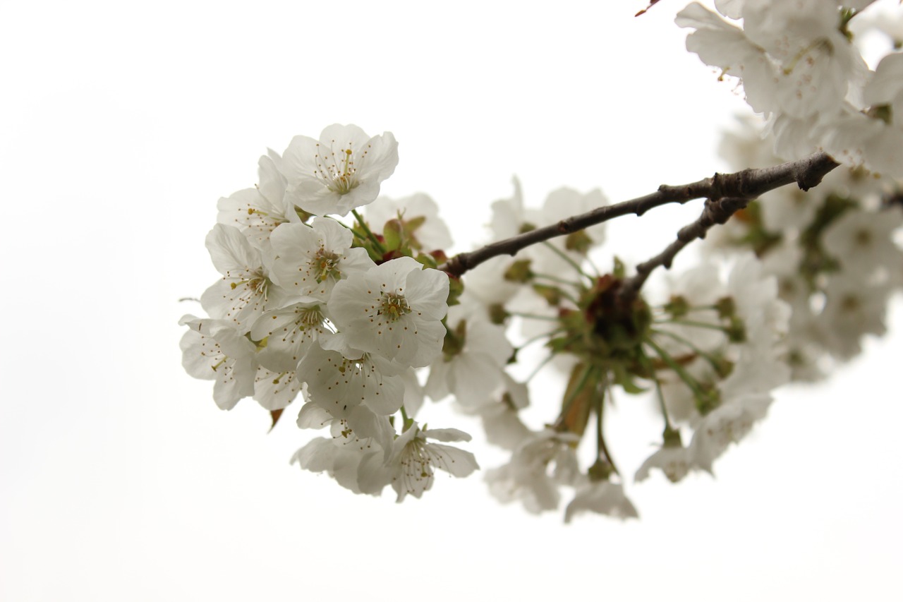 cherry blossom bloom free photo