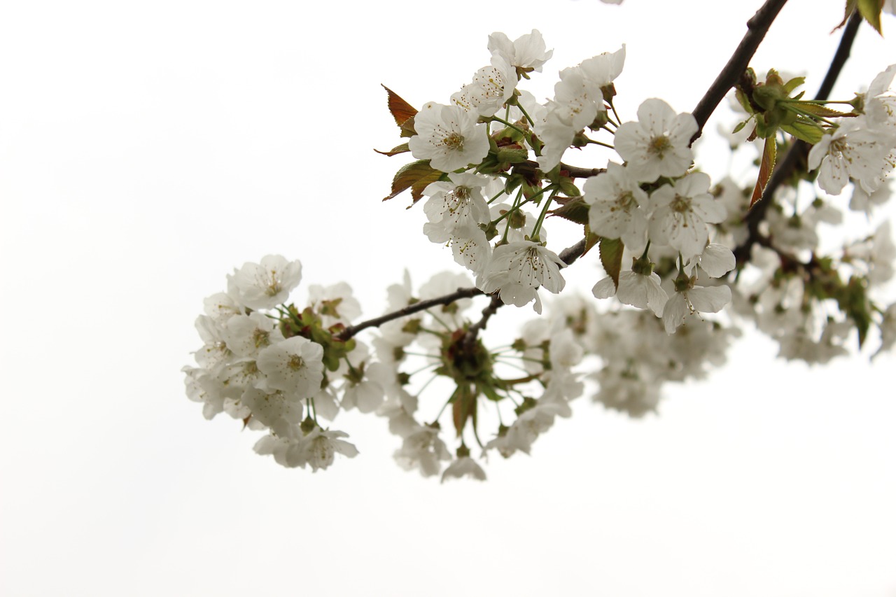 cherry blossom bloom free photo