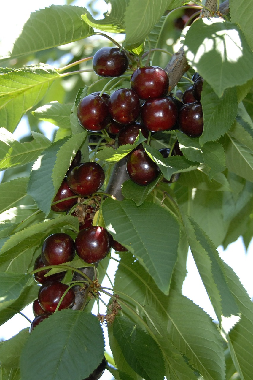 cherry fruit fruits free photo