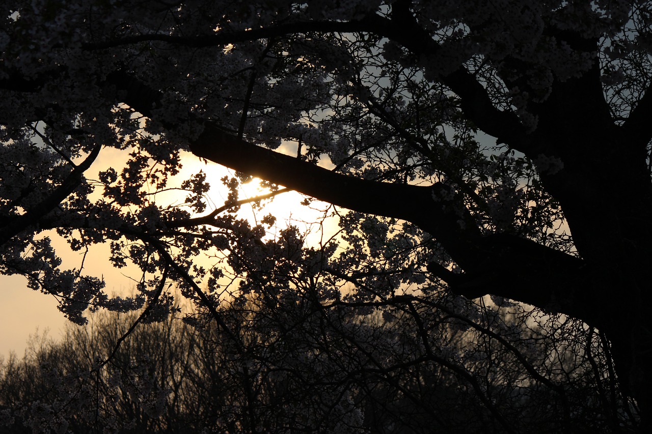 cherry evening view backlight free photo