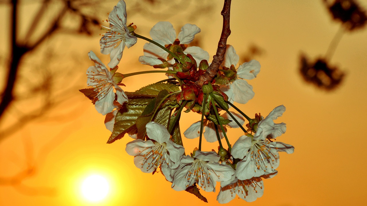 cherry flower spring free photo