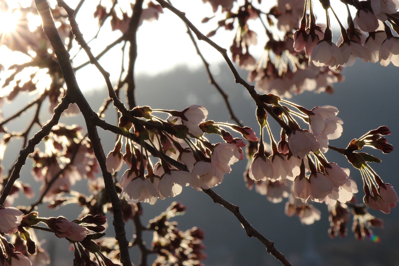 cherry tree fukushima free photo